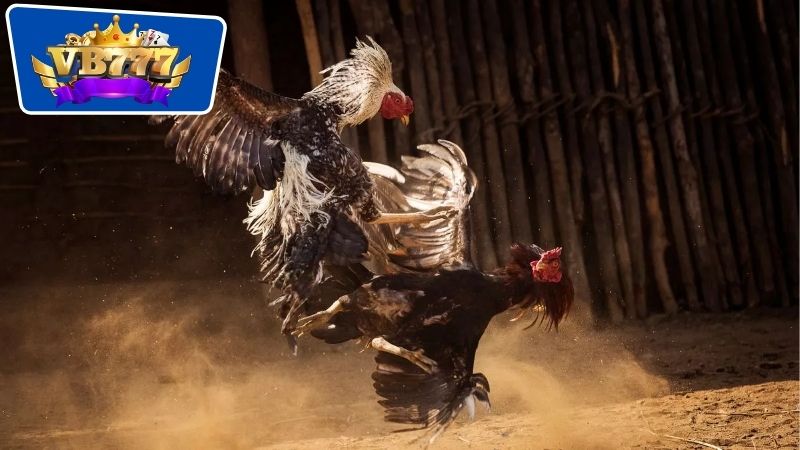 Các phương pháp rèn luyện thể lực dành riêng tới cho gà đá