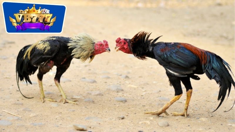 Chế độ dinh dưỡng để hỗ trợ gà chiến đấu
