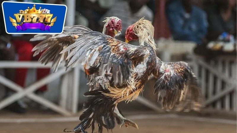 Huấn luyện về tâm lý và tinh thần cho những chú gà chiến