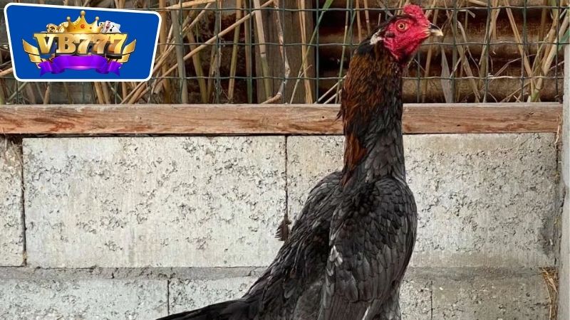 Yếu tố về gen di truyền cùng với cả dòng dõi gà