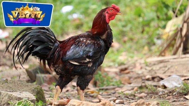 Phân tích kỹ thuật chọn gà thông qua chân và đuôi