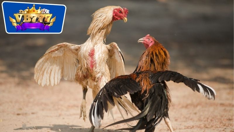 Cách nhận biết gà đá dở thông qua đặc điểm ngoại hình