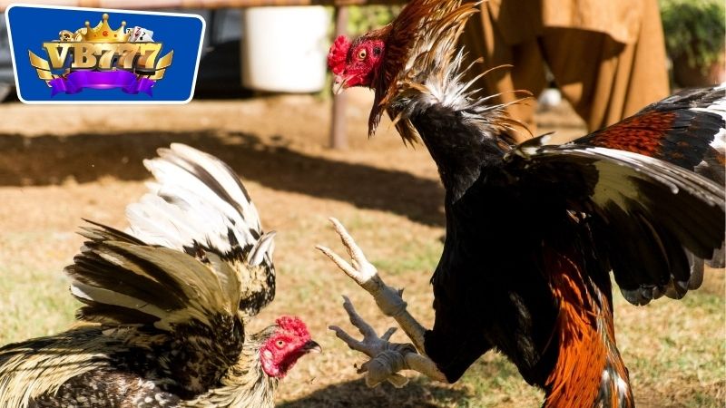 Cách nhận biết gà đá dở thông qua tính cách và hành vi