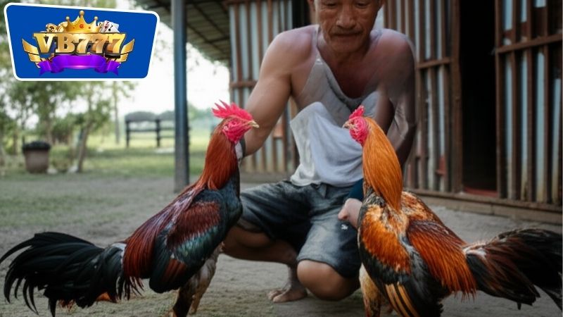Chế độ về dinh dưỡng phù hợp nhất cho gà sau đá