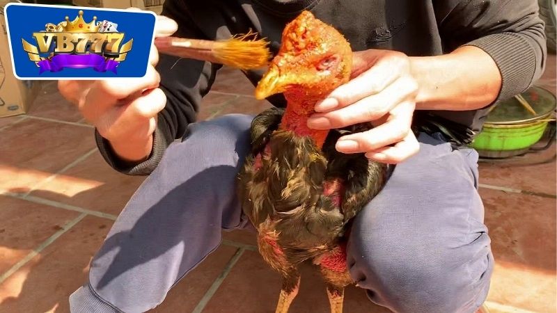 Lịch om bóp gà đá thích hợp nhất tới cho từng loại hình