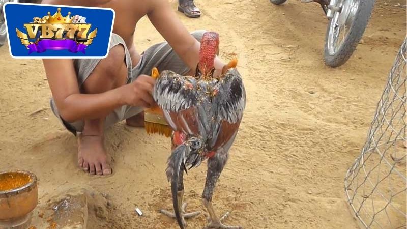 Các phương pháp om bóp gà đá truyền thống được lưu truyền lại