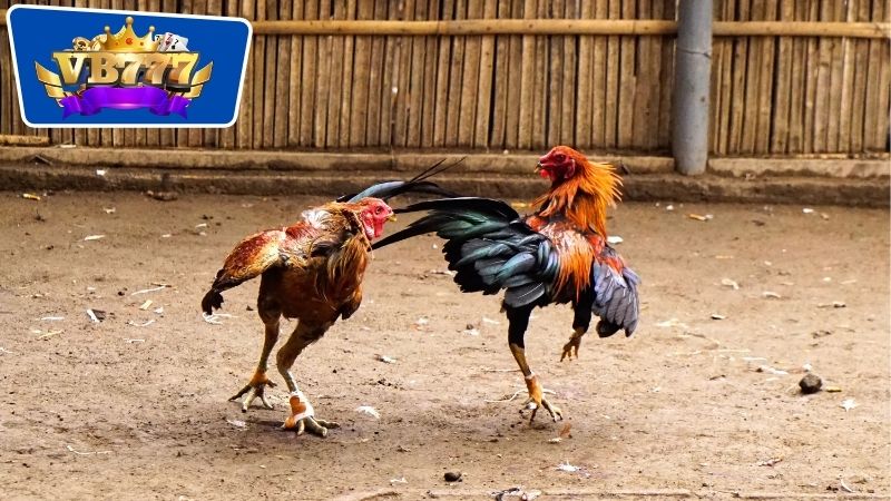 Lợi ích của việc om bóp đối với sức khỏe của những chú gà đá