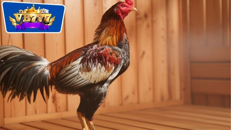 Các loại thuốc nam thường dùng để om gà đá
