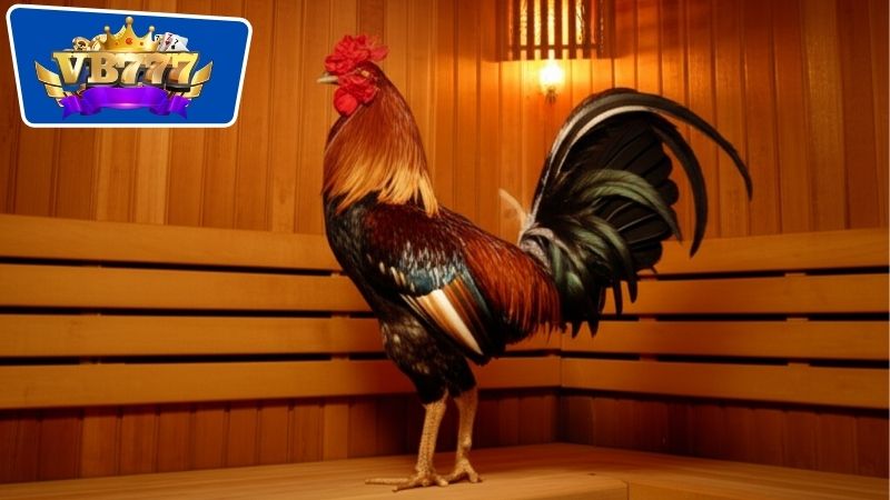 Quy trình thực hiện việc om gà đá bằng thuốc nam đúng cách