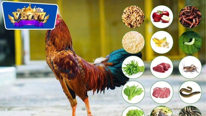 Cách xây dựng thực đơn hàng ngày cho gà đá