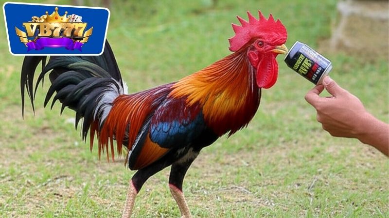 Lợi ích vượt trội của việc sử dụng thuốc nuôi gà đá tăng pin